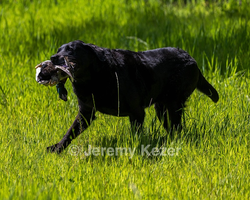 Ruger Bodine