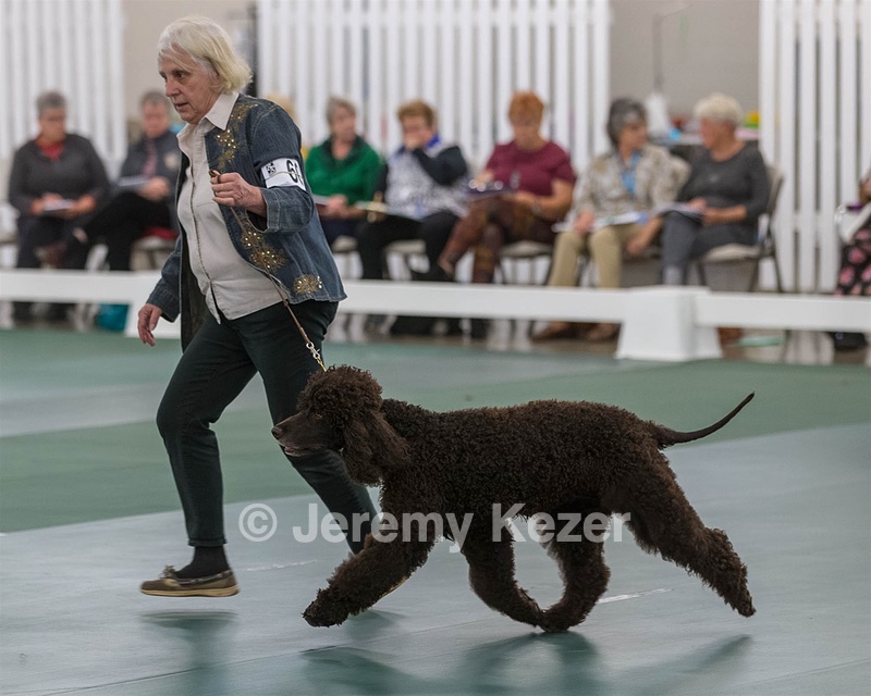 60 - CH CAT'S SISTER SARAH BROWN CA CGCA