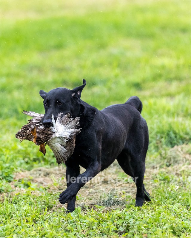 Cane Robichaud