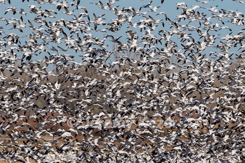 Snow Geese, Bosque del Apache, New Mexico