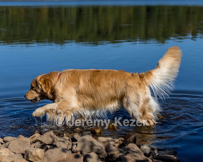 Koda Huss