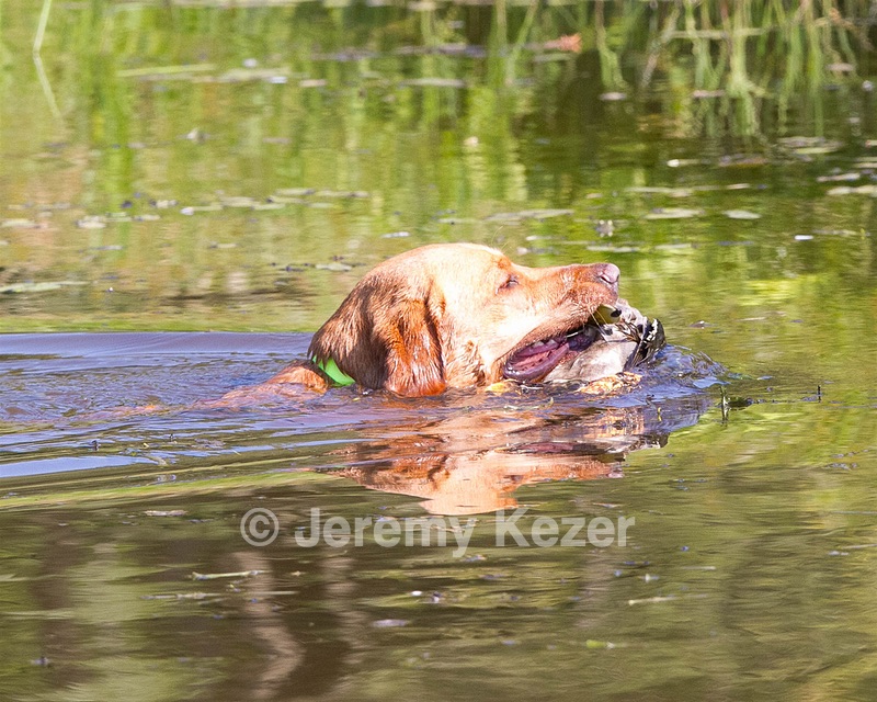 Gator Roche