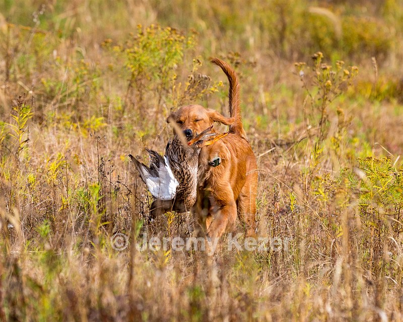 Marsha Wilcox's Pete