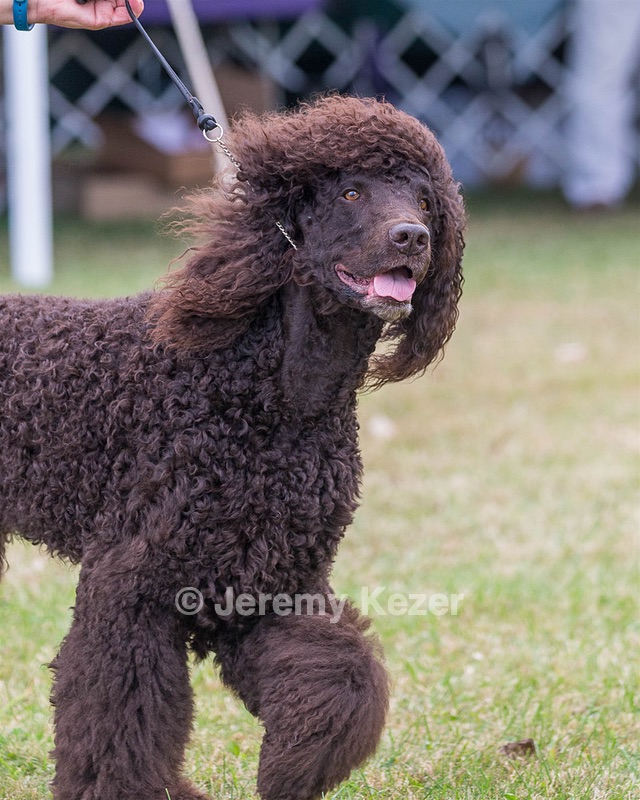 17 - GCH CHANTICO'S SHELTER FROM THE STORM RN XF MX (Reef)