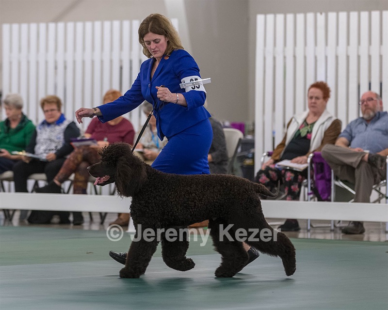 35 - GCHB CH FLINTCREST FULL MONTY (Jonny)