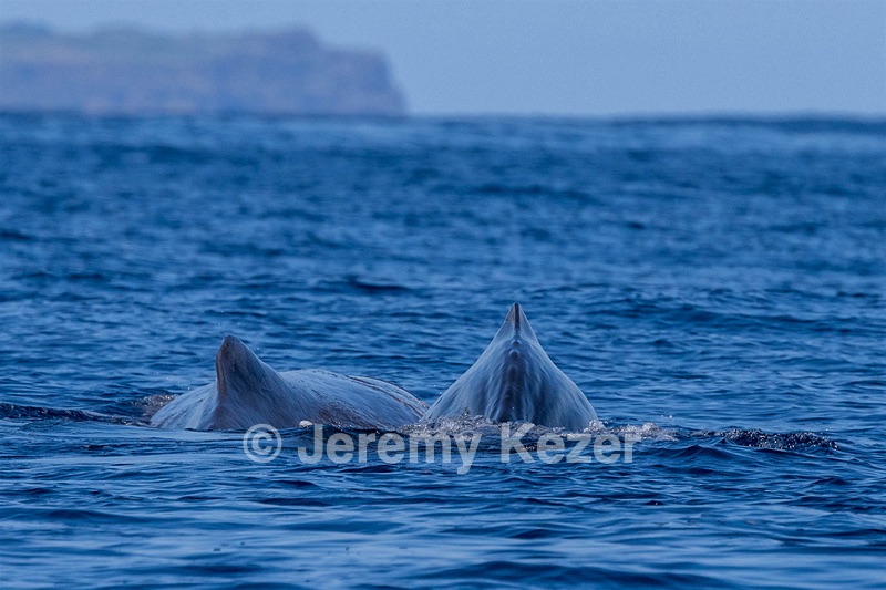 Sperm Whale