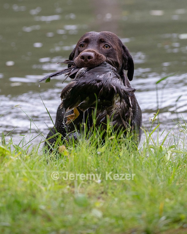 Tucker