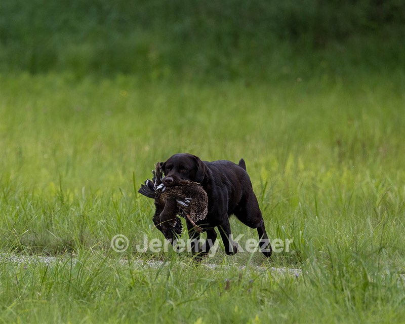 Otter Henry