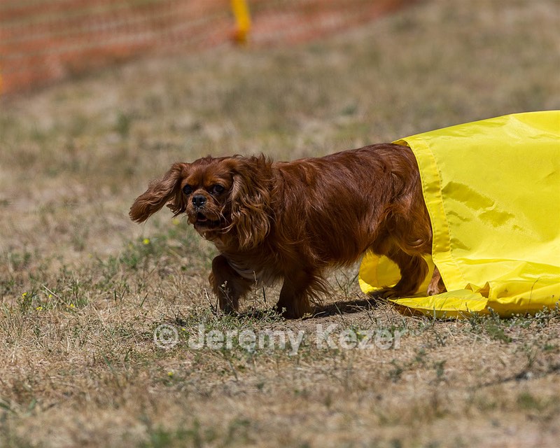 20160619-CCKC-1089.jpg