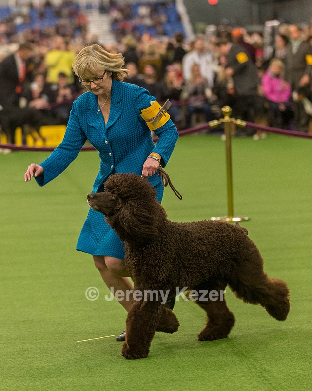 14 - GCH CH Tara's Utter Chaos (George)