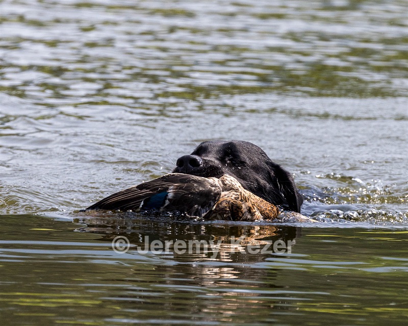 Minnow Lucarelli