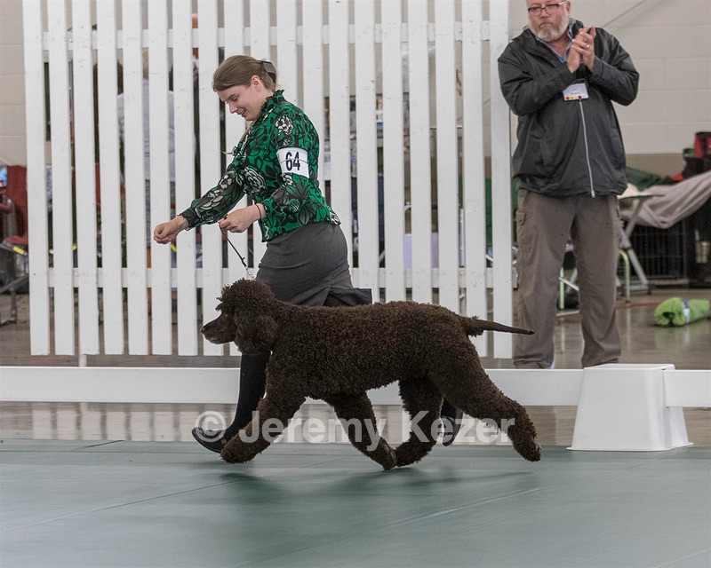 64 - GCH CH CAT N PATS LUCK BE A LADY RN CAX CGC