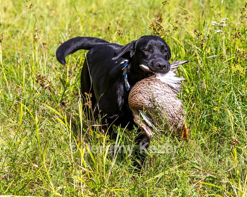 Crocket