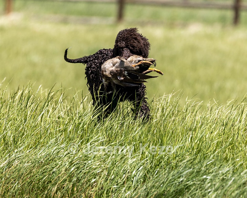 Ghillie