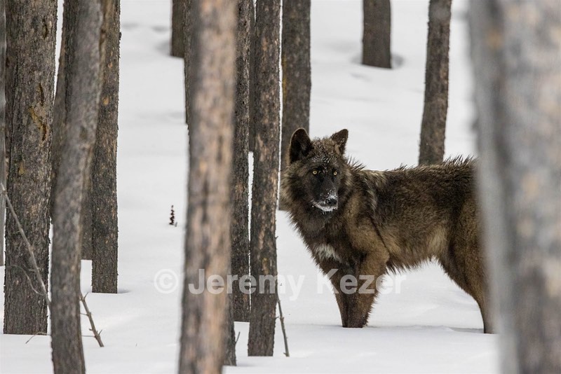Wolf, Yellowstone National Park