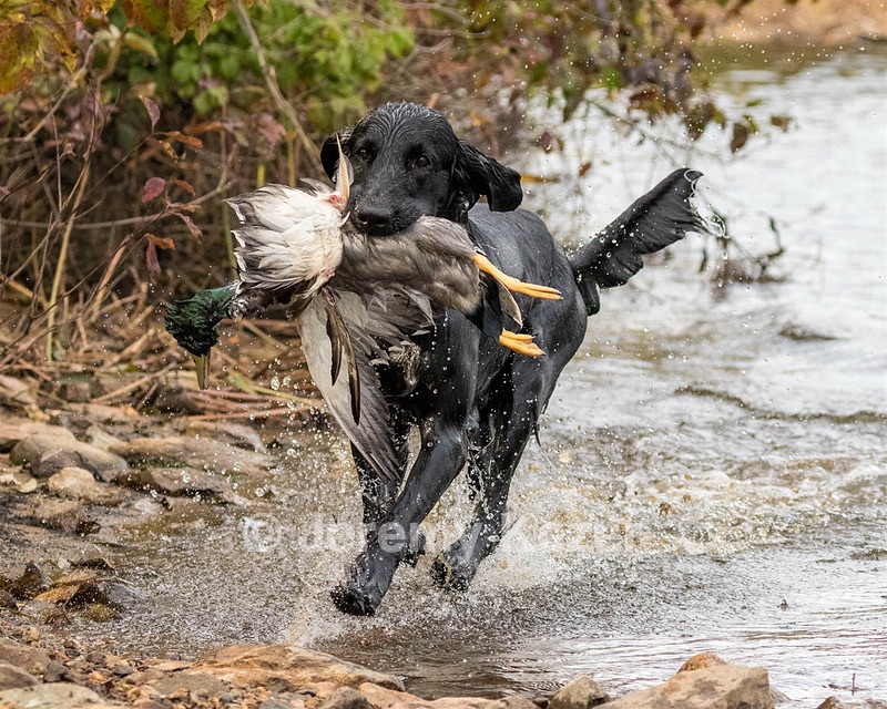 Gotcha