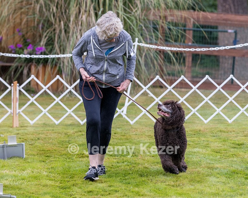 2201 - GCH CH MACH ARROYO'S BEGIN THE BEGUINE MXS MJS MXP MJP MXF T2B2 (Porter)