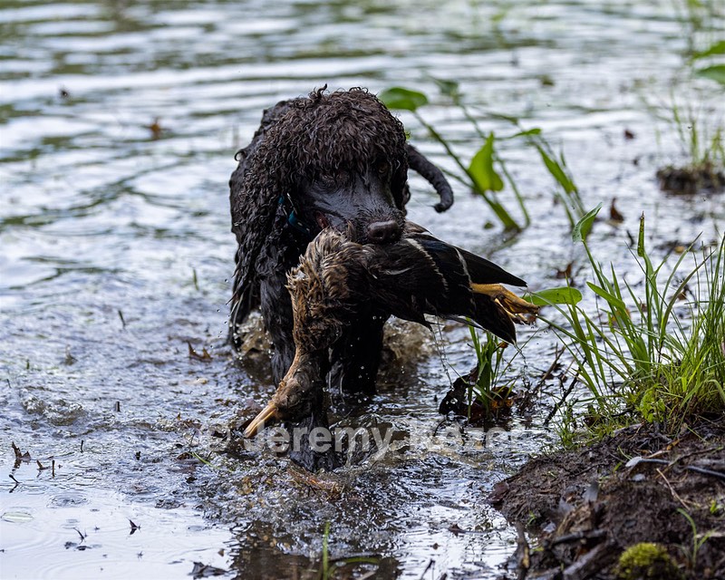 Ghillie Kezer
