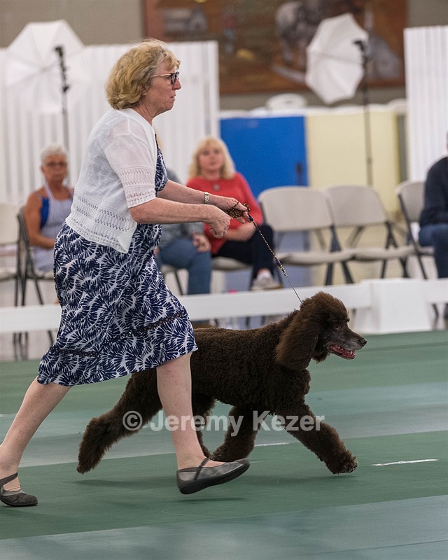 36 - GCH ARROYO'S BEGIN THE BEGUINE AX OAJ NF (Porter)