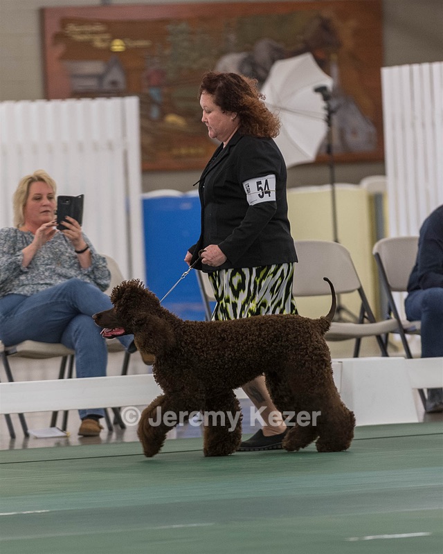 54 - GCH BREKKON BEGINS WITH BEAUFIELD