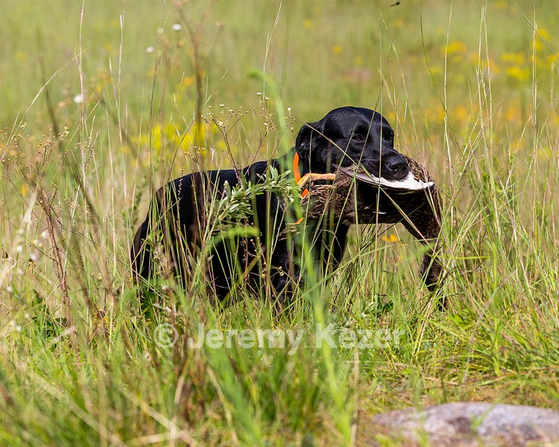 Arson Bills