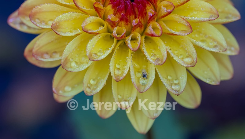 Dahlia