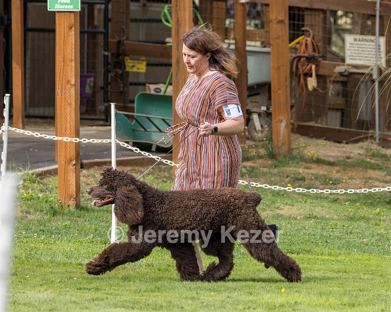 11 - GCH CH BREKKON'S FIRST MARK BN RN CGC TKN