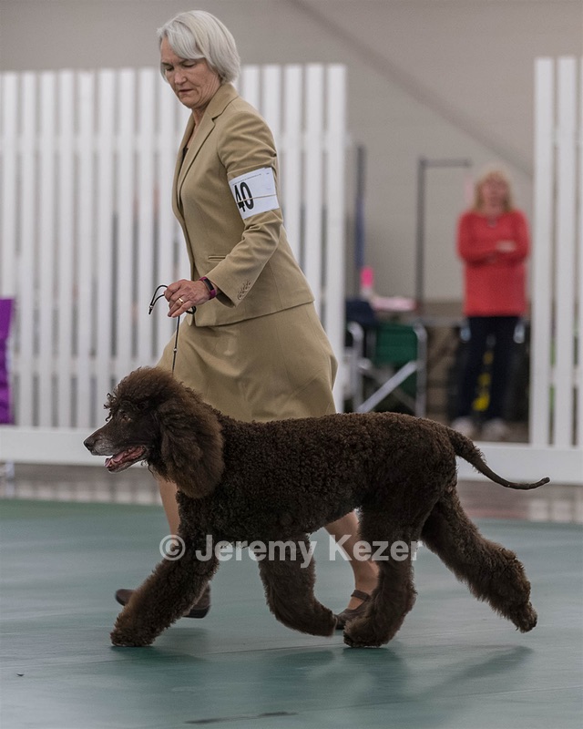 40 - GCH POOLE'S IDE BONNIE BROOK CD RE CGC (Bonnie)
