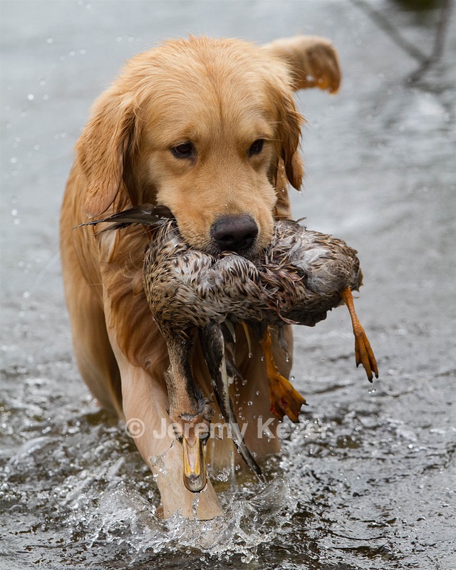 Opie
