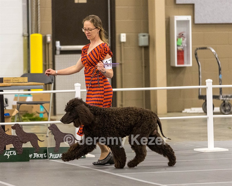17 - Ballyhoo’s V Finnegan Mcneill BN FDC CA BCAT DS DJ CGCA TKN VHMA JH JHU WD