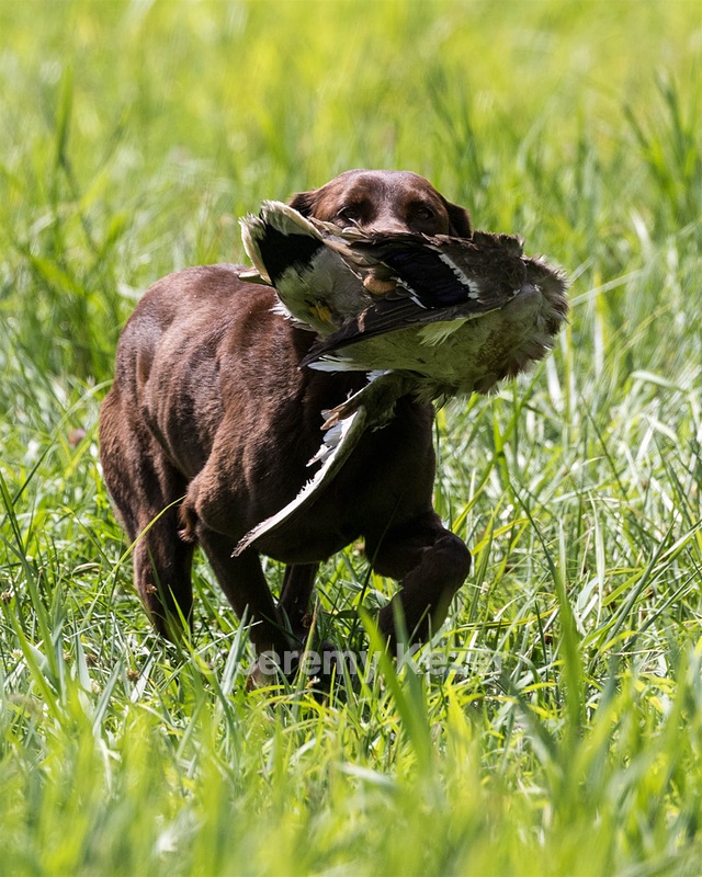 Hershey Mizak
