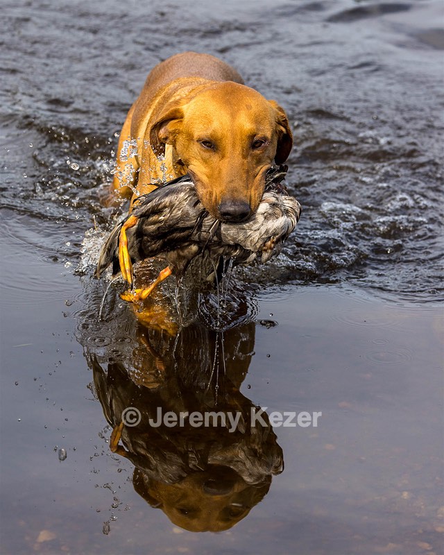 Gauge Kilby