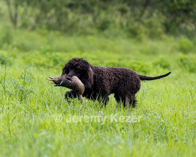 Arrow Kezer