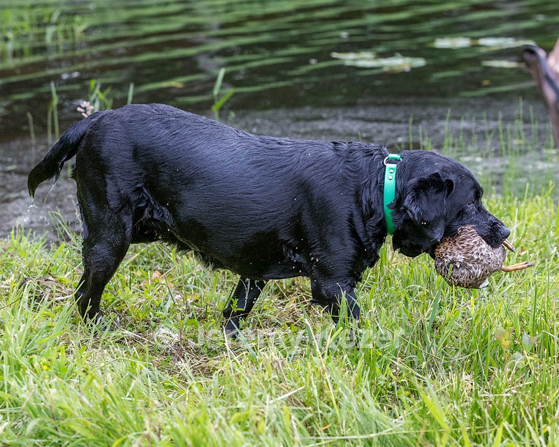Ruffy Wolcott