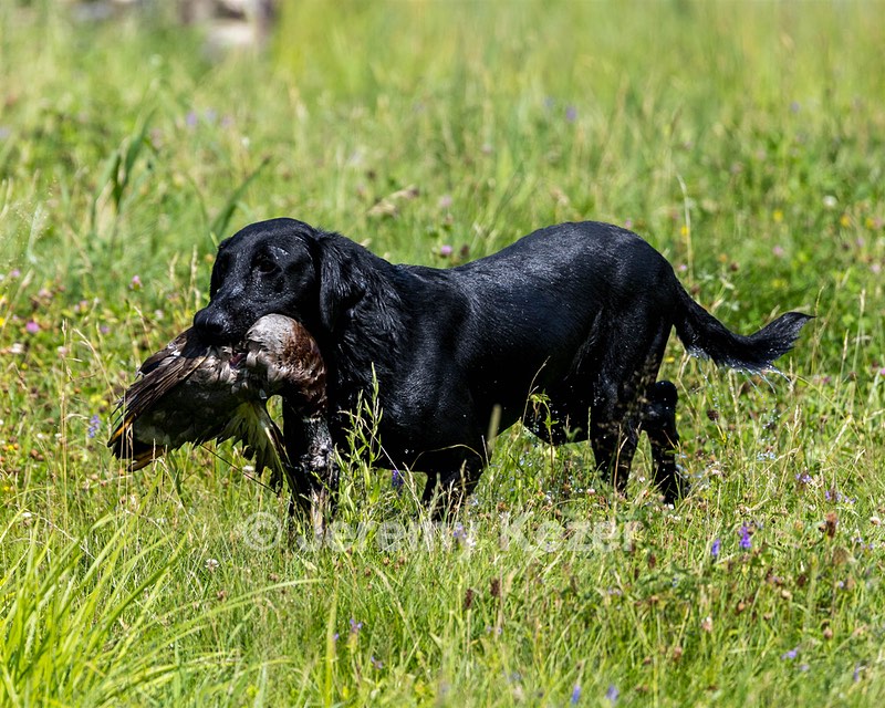 Blue Coutu