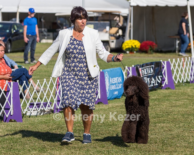 17 - GCH CHANTICO'S SHELTER FROM THE STORM RN XF MX CD RA AXJ (Reef)