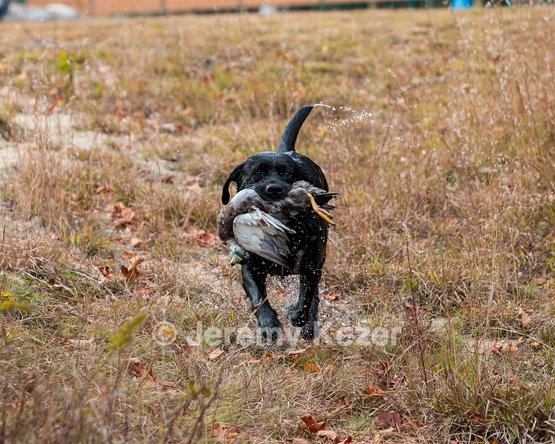Glenforest's Pique Dame JH (Chloe)