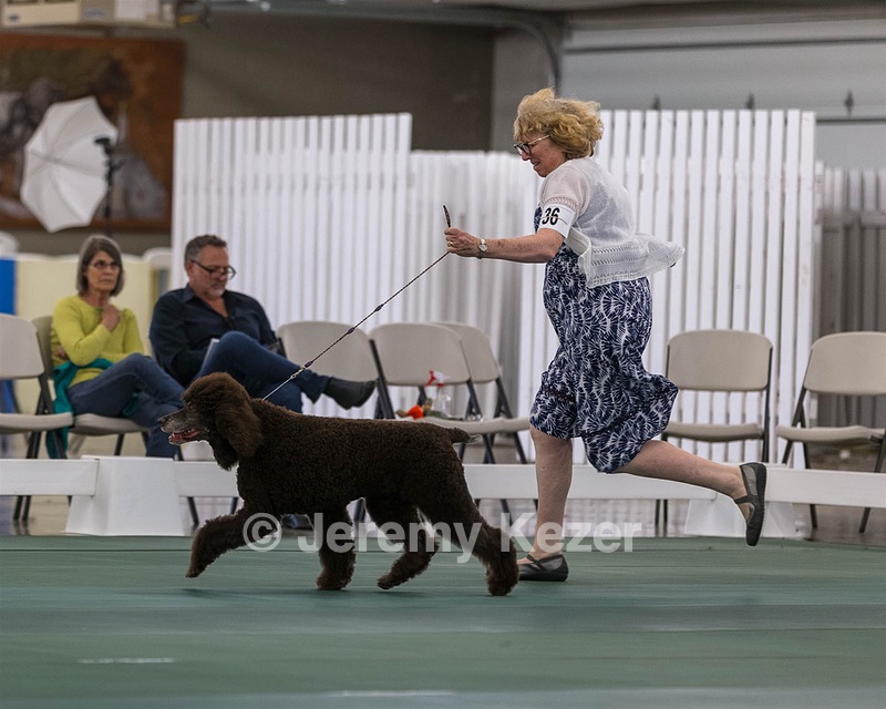 36 - GCH ARROYO'S BEGIN THE BEGUINE AX OAJ NF (Porter)