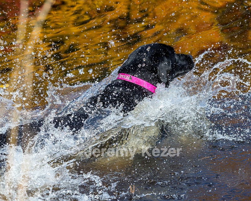 Shoreline's Dancing Girl (Sadie)