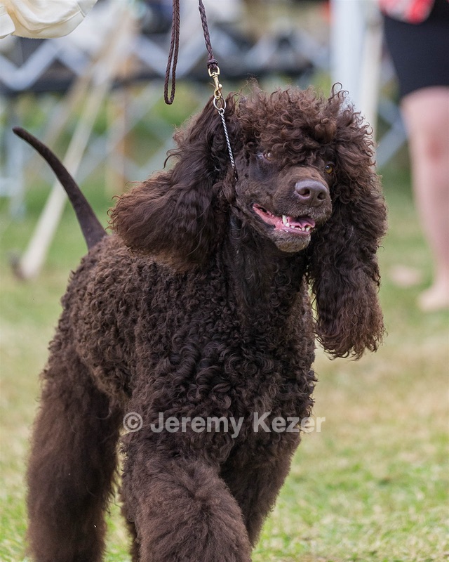 05 - GCH WATERFORD'S TROUBLE BREWING