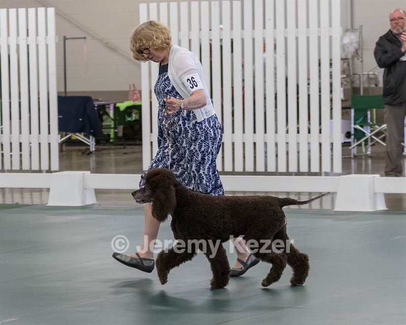 36 - GCH ARROYO'S BEGIN THE BEGUINE AX OAJ NF (Porter)