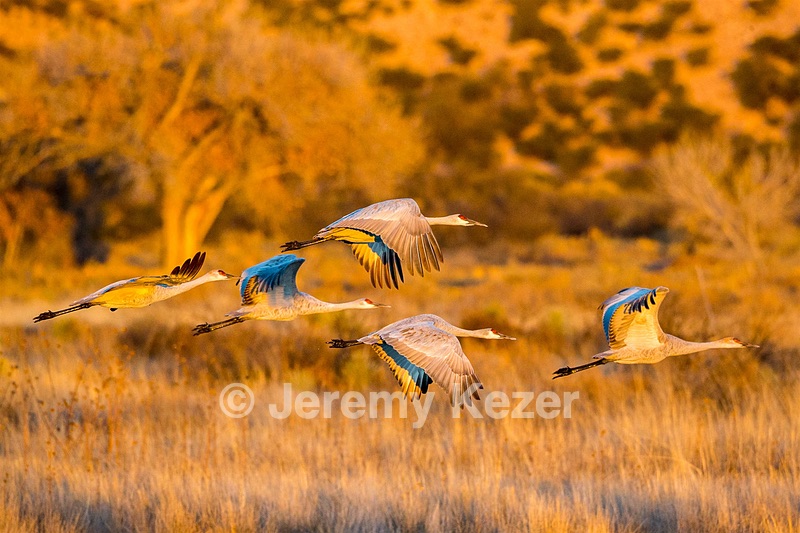 Sandhill Cranes, Bosque del Apache, New Mexico