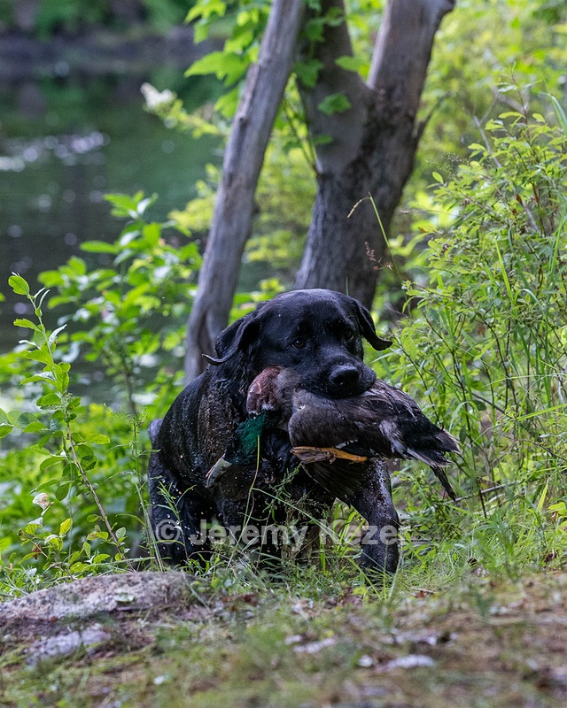 Waylon