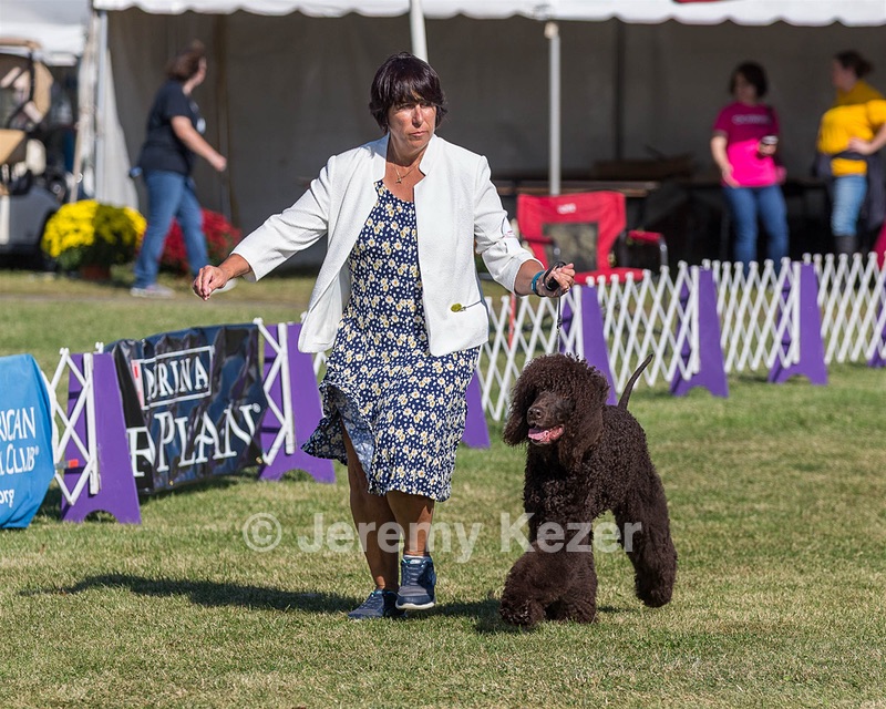 17 - GCH CHANTICO'S SHELTER FROM THE STORM RN XF MX CD RA AXJ (Reef)