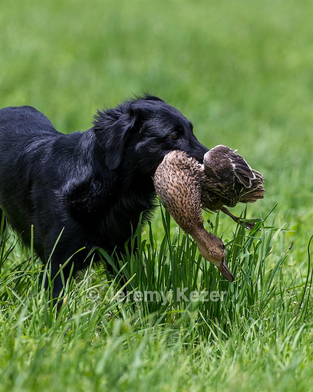 Hunter Law