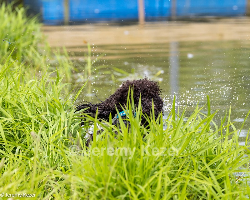 Ghillie