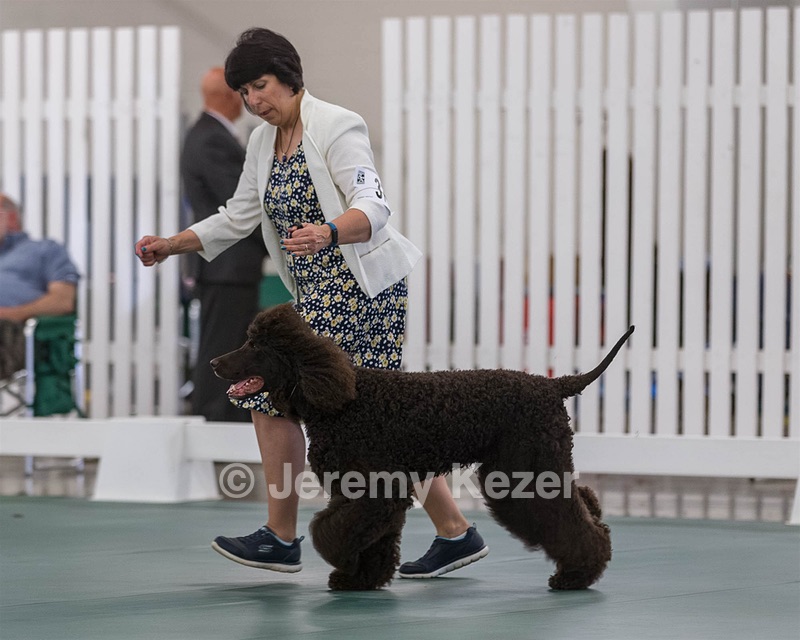 37 - GCH CHANTICO'S SHELTER FROM THE STORM RN OF MX AXJ CD DS (Reef)