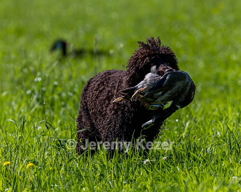 Ghillie Kezer