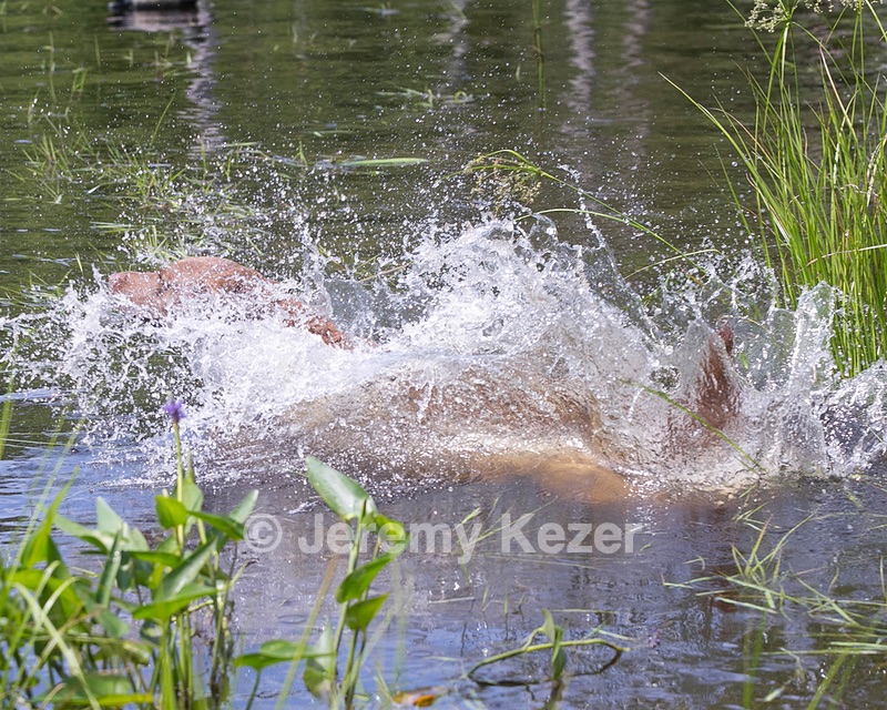Monster Zajchowski