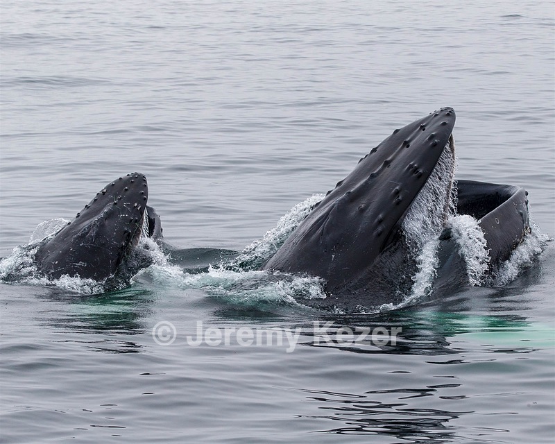 Northern Right Whales, Gloucester, Massachusetts